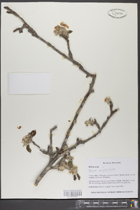 Prunus angustifolia image