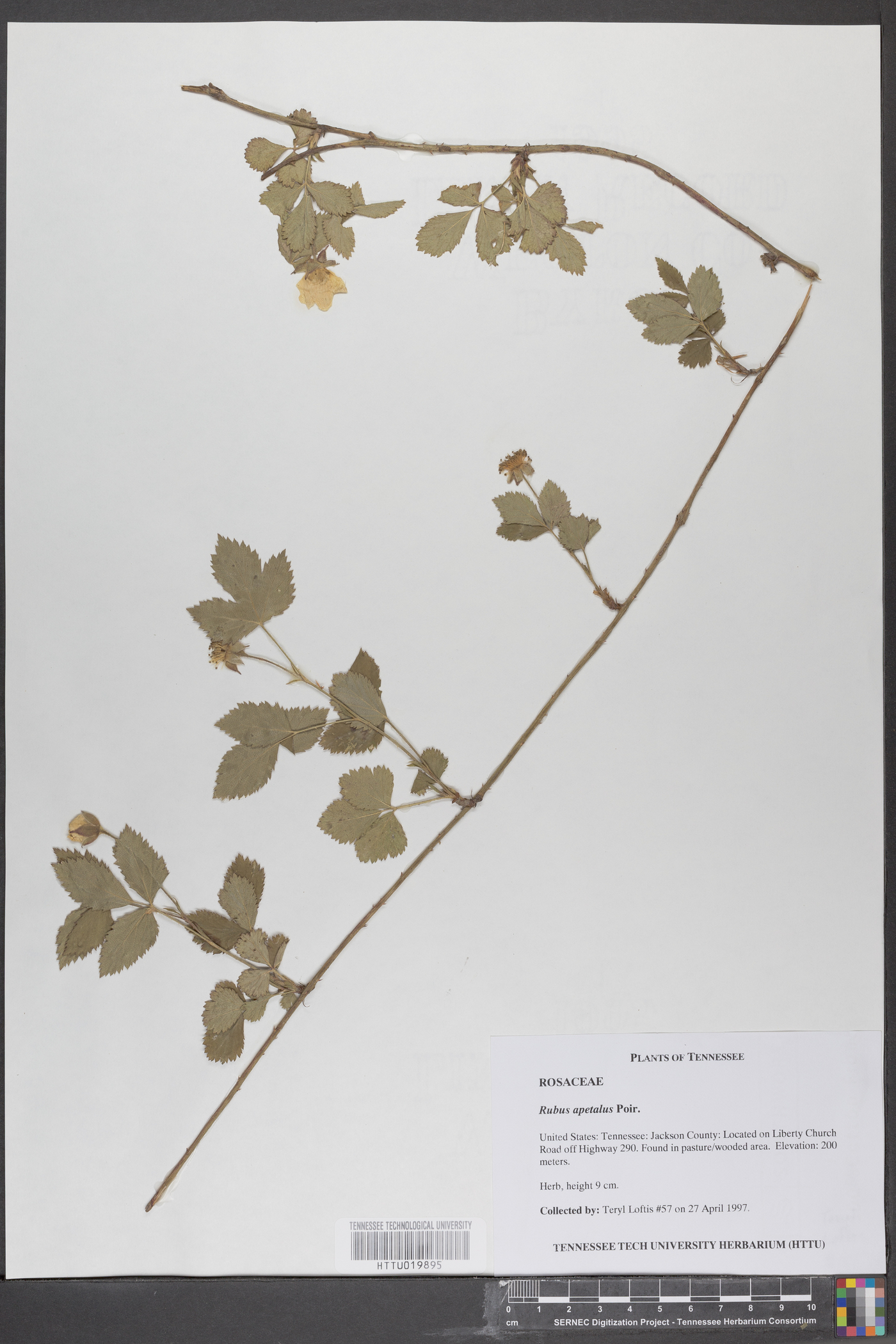 Rubus apetalus image