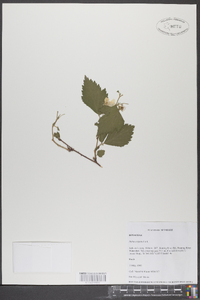 Rubus argutus image