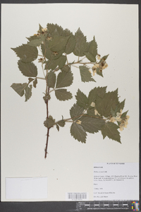 Rubus argutus image