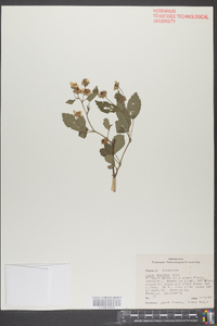 Rubus argutus image