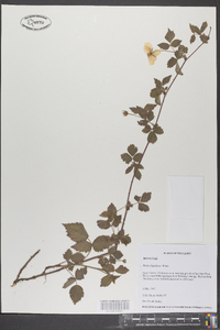 Rubus flagellaris image