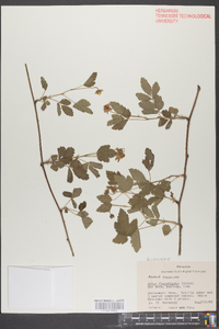 Rubus flagellaris image