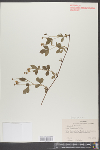 Rubus flagellaris image