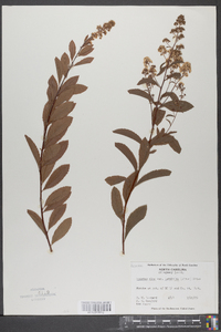 Spiraea alba image