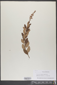 Spiraea tomentosa image