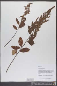 Spiraea tomentosa image