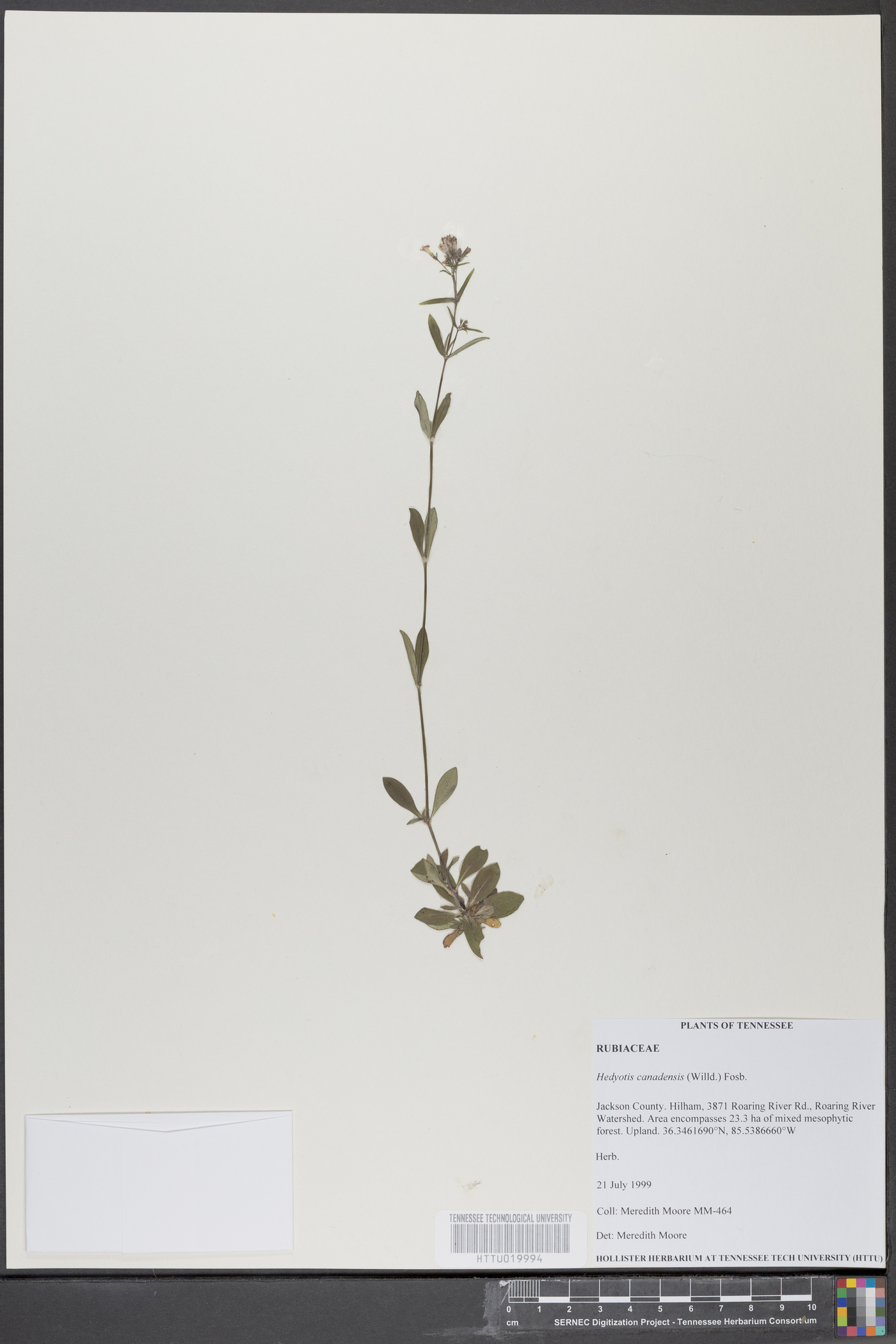 Hedyotis canadensis image