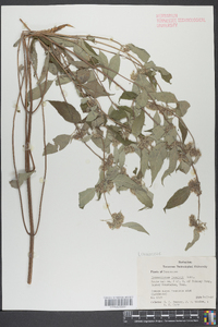 Pycnanthemum loomisii image