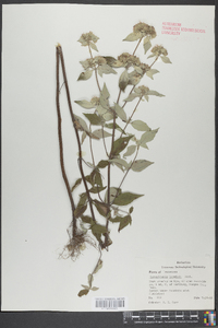 Pycnanthemum loomisii image