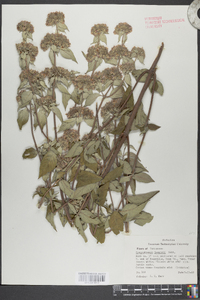 Pycnanthemum loomisii image