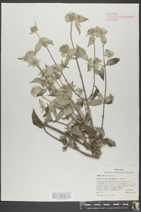 Pycnanthemum loomisii image