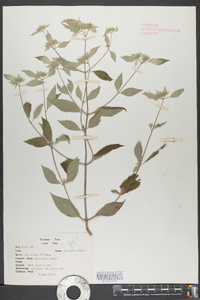 Pycnanthemum montanum image