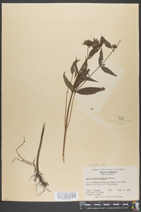 Pycnanthemum montanum image