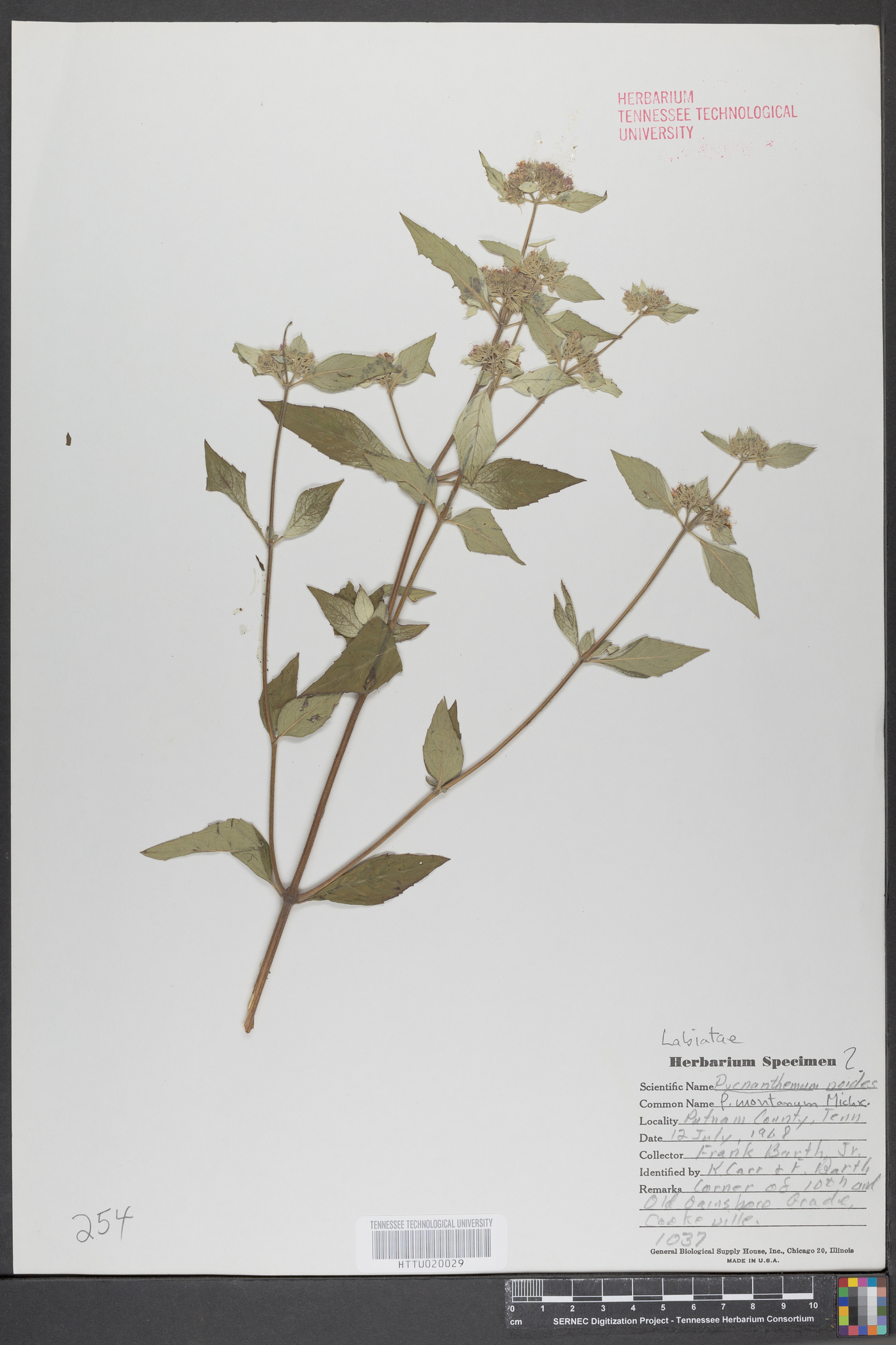 Pycnanthemum montanum image