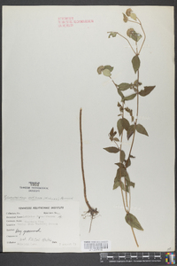 Pycnanthemum muticum image