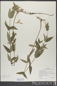 Pycnanthemum muticum image