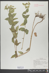 Pycnanthemum muticum image