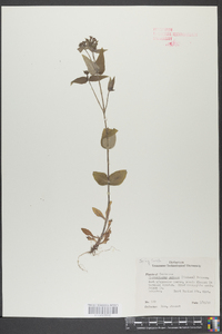 Pycnanthemum muticum image