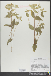 Pycnanthemum muticum image