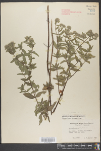 Pycnanthemum pycnanthemoides image