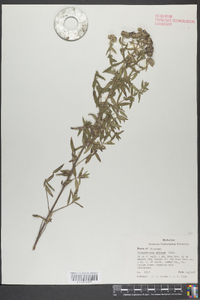 Pycnanthemum pilosum image