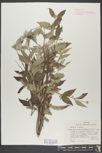 Pycnanthemum pycnanthemoides image