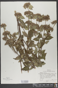 Pycnanthemum pycnanthemoides image