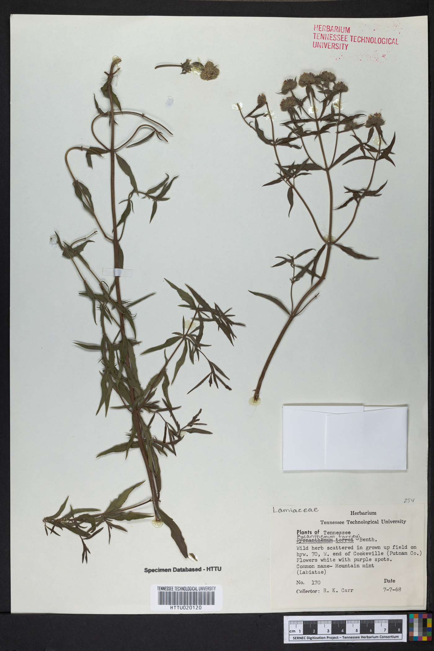 Pycnanthemum torreyi image