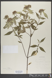 Pycnanthemum incanum image