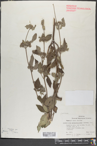 Pycnanthemum pycnanthemoides image