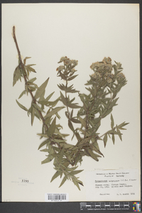 Pycnanthemum virginianum image