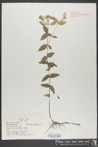 Pycnanthemum virginianum image