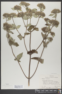 Pycnanthemum viridifolium image