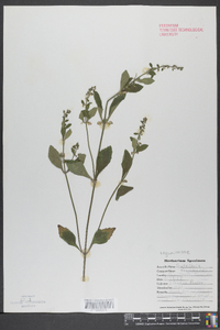 Scutellaria drummondii image