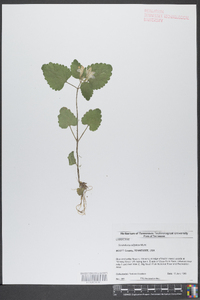 Scutellaria elliptica image