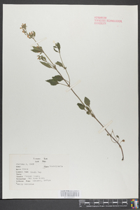 Scutellaria ovata image