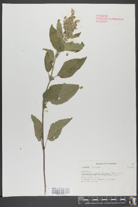 Scutellaria ovata image