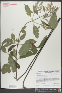 Scutellaria incana image