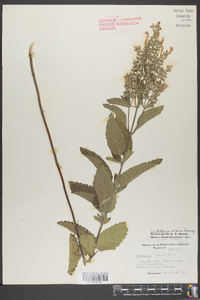 Scutellaria incana image