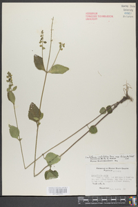 Scutellaria ovalifolia image