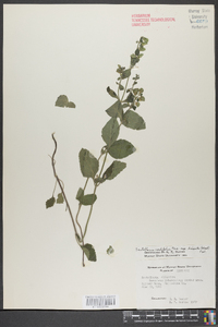 Scutellaria ovalifolia image