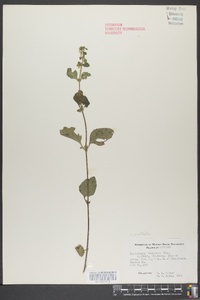 Scutellaria ovalifolia image