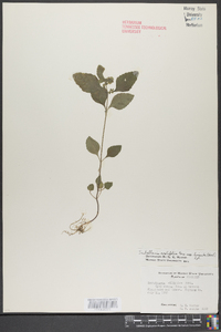 Scutellaria ovalifolia image