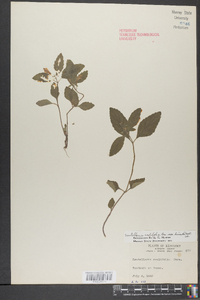 Scutellaria ovalifolia image