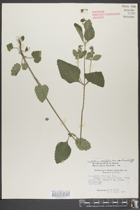 Scutellaria ovalifolia image