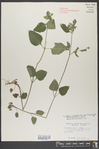 Scutellaria ovalifolia image