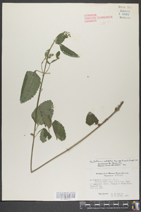 Scutellaria ovalifolia image