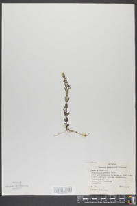 Scutellaria parvula image