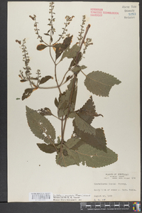 Scutellaria punctata image